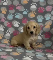 Longhair Sparky, a male Miniature Dachshund for sale in Fitzgerald, GA – Photo 1 of 9