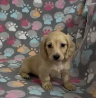 Longhair Sparky, a male Miniature Dachshund for sale in Fitzgerald, GA – Photo 7 of 9