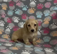 Longhair Sparky, a male Miniature Dachshund for sale in Fitzgerald, GA – Photo 4 of 9