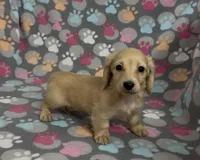 Longhair Sparky, a male Miniature Dachshund for sale in Fitzgerald, GA – Photo 8 of 9