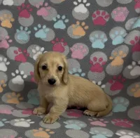 Longhair Sparky, a male Miniature Dachshund for sale in Fitzgerald, GA – Photo 6 of 9