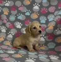 Longhair Sparky, a male Miniature Dachshund for sale in Fitzgerald, GA – Photo 3 of 9