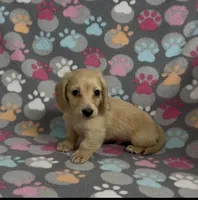 Longhair Sparky, a male Miniature Dachshund for sale in Fitzgerald, GA – Photo 2 of 9