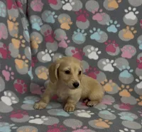 Longhair Sparky, a male Miniature Dachshund for sale in Fitzgerald, GA – Photo 9 of 9