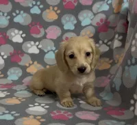 Longhair Sparky, a male Miniature Dachshund for sale in Fitzgerald, GA – Photo 5 of 9