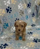 Gunner, a male Poodle - Toy  for sale in Fitzgerald, GA – 3 of 5