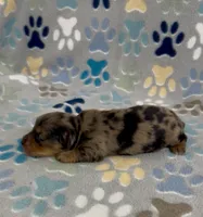 Longhair Dorian, a male Miniature Dachshund for sale in Fitzgerald, GA – 3 of 5