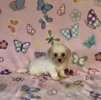 Risa , a female Maltipoo for sale in Fitzgerald, GA – 5 of 10