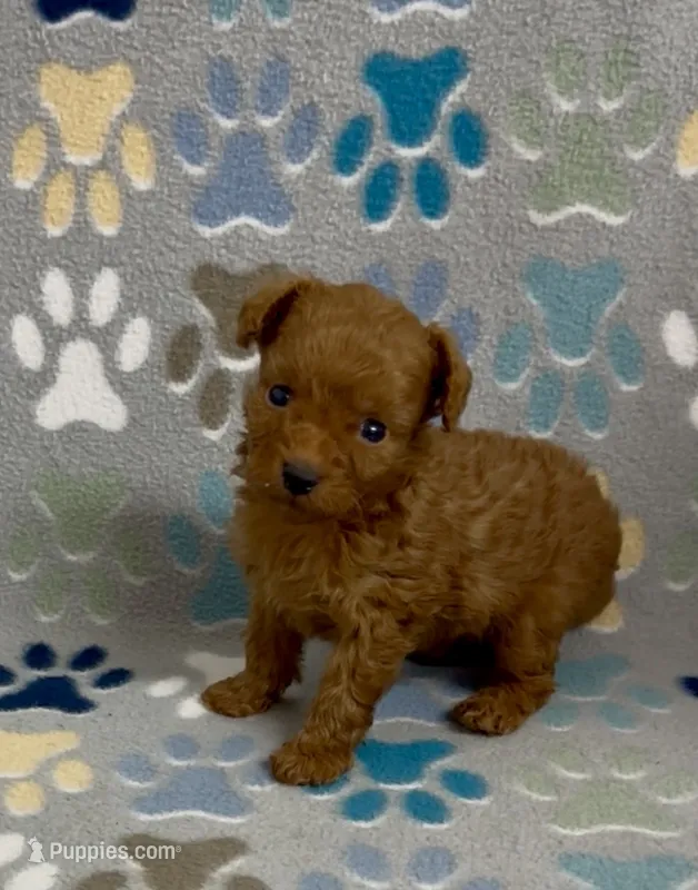 Tiny Flame – Poodle - Toy  puppy for sale in Fitzgerald, GA