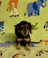 Longhair Dusty, a male Miniature Dachshund for sale in Fitzgerald, GA – 6 of 7