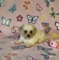 Risa , a female Maltipoo for sale in Fitzgerald, GA – 9 of 10