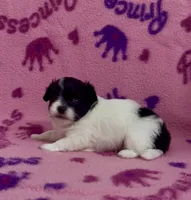 Kenya, a female Pomapoo for sale in Fitzgerald, GA – 2 of 6