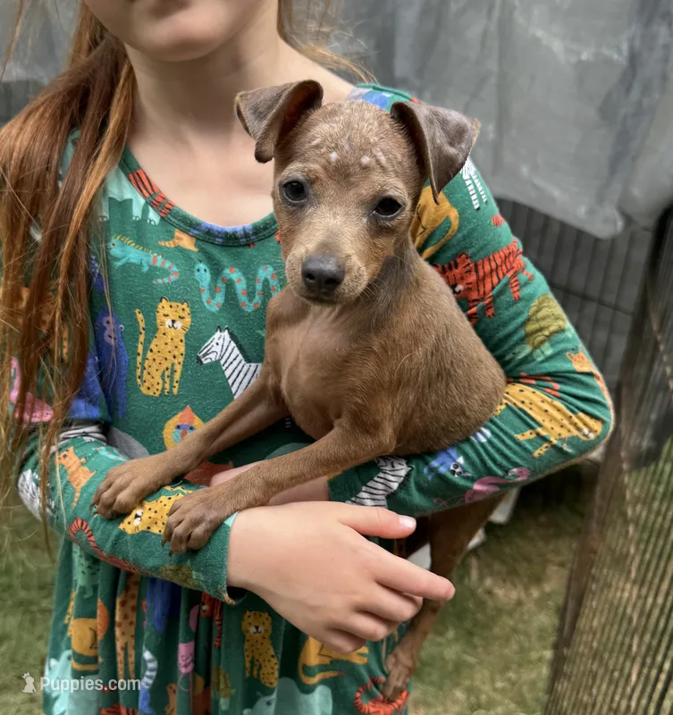 Addie – Miniature Pinscher puppy for sale in Fitzgerald, GA