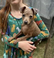 Addie, a female Miniature Pinscher for sale in Fitzgerald, GA – 1 of 3