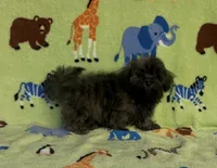 Rusty, a male Maltipoo for sale in Fitzgerald, GA – 5 of 10