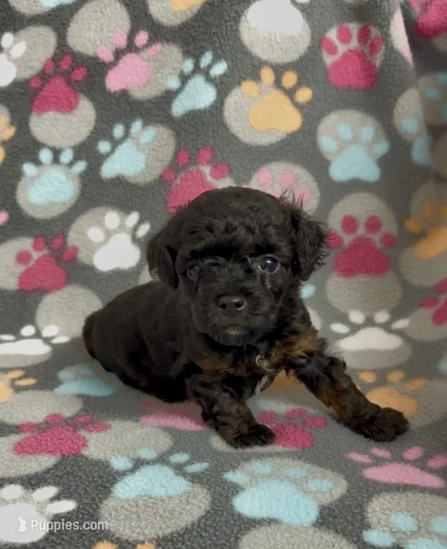 Gabi – Poodle - Toy  puppy for sale in Fitzgerald, GA
