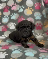 Gabi, a female Poodle - Toy  for sale in Fitzgerald, GA – 1 of 10