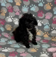 Tiny Misty, a female Poodle - Toy  for sale in Fitzgerald, GA – Photo 2 of 10