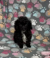Tiny Misty, a female Poodle - Toy  for sale in Fitzgerald, GA – Photo 3 of 10