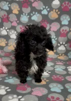 Tiny Misty, a female Poodle - Toy  for sale in Fitzgerald, GA – Photo 7 of 10