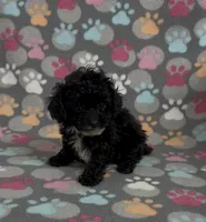 Tiny Misty, a female Poodle - Toy  for sale in Fitzgerald, GA – Photo 2 of 7