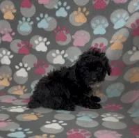 Tiny Misty, a female Poodle - Toy  for sale in Fitzgerald, GA – Photo 7 of 7