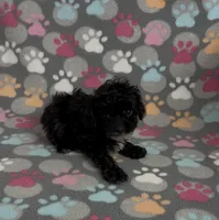 Tiny Misty, a female Poodle - Toy  for sale in Fitzgerald, GA – Photo 6 of 7