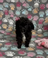 Tiny Misty, a female Poodle - Toy  for sale in Fitzgerald, GA – Photo 5 of 10