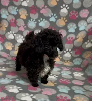 Tiny Misty, a female Poodle - Toy  for sale in Fitzgerald, GA – Photo 10 of 10