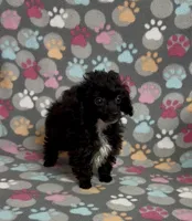 Tiny Misty, a female Poodle - Toy  for sale in Fitzgerald, GA – Photo 9 of 10