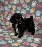 Tiny Misty, a female Poodle - Toy  for sale in Fitzgerald, GA – Photo 8 of 10