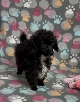 Tiny Misty, a female Poodle - Toy  for sale in Fitzgerald, GA – Photo 6 of 10