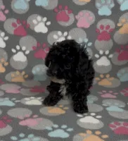 Tiny Misty, a female Poodle - Toy  for sale in Fitzgerald, GA – Photo 3 of 7