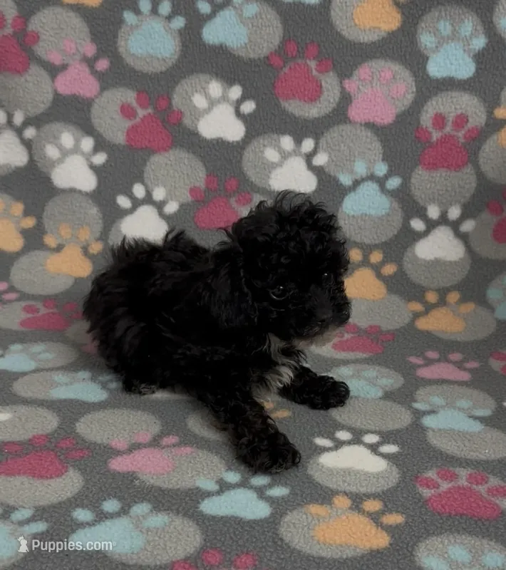 Tiny Misty, a female Poodle - Toy  for sale in Fitzgerald, GA – Photo 1 of 7