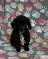 Tiny Misty, a female Poodle - Toy  for sale in Fitzgerald, GA – Photo 4 of 10