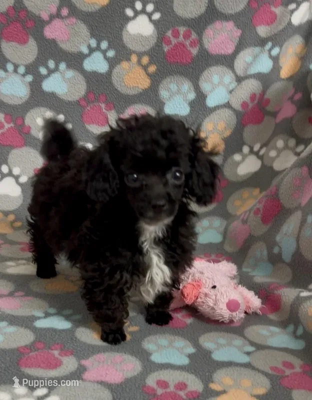 Tiny Misty – Poodle - Toy  puppy for sale in Fitzgerald, GA