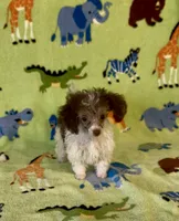 Rascal, a male Poodle - Toy  for sale in Fitzgerald, GA – 9 of 10