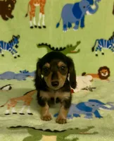 Longhair Daisy, a female Miniature Dachshund for sale in Fitzgerald, GA – 7 of 8