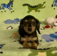 Longhair Daisy, a female Miniature Dachshund for sale in Fitzgerald, GA – 3 of 8