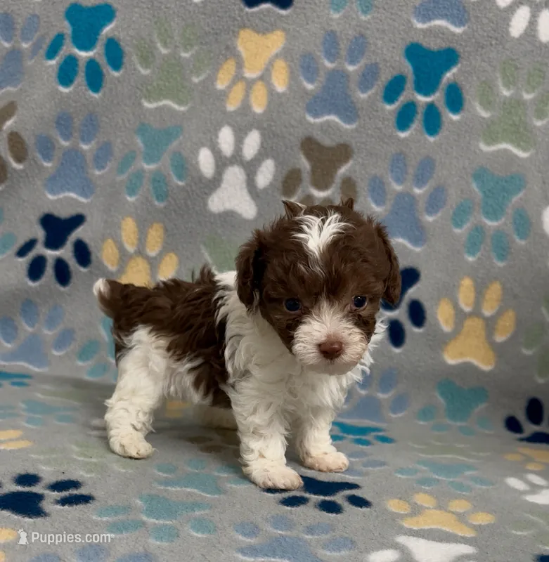 Rascal – Poodle - Toy  puppy for sale in Fitzgerald, GA