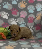 Grant, a male Poodle - Toy  for sale in Fitzgerald, GA – Photo 4 of 6