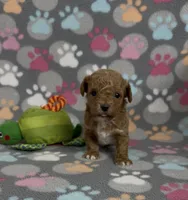 Grant, a male Poodle - Toy  for sale in Fitzgerald, GA – Photo 3 of 6