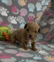 Grant, a male Poodle - Toy  for sale in Fitzgerald, GA – Photo 1 of 6