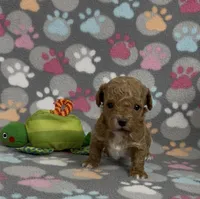 Grant, a male Poodle - Toy  for sale in Fitzgerald, GA – Photo 2 of 6