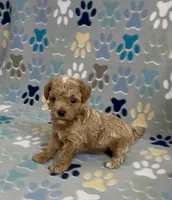 Garth, a male Poodle - Toy  for sale in Fitzgerald, GA – 3 of 10