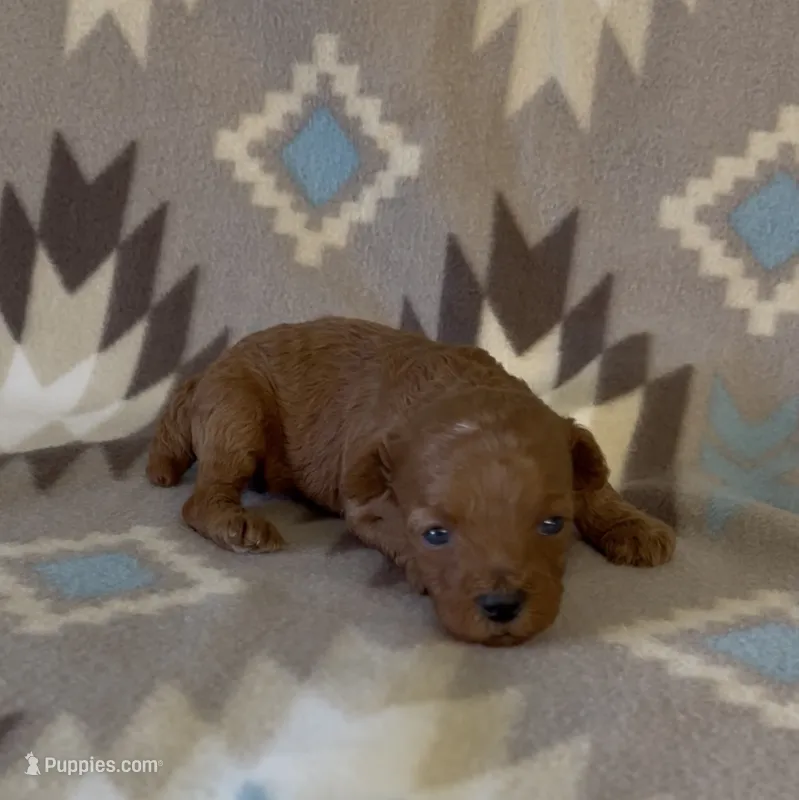 Polly – Poodle - Toy  puppy for sale in Fitzgerald, GA