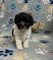 Rosey , a female Poodle - Toy  for sale in Fitzgerald, GA – 4 of 4