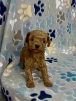 Fajita, a male Poodle - Toy  for sale in Fitzgerald, GA – 8 of 8
