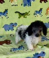Rosey , a female Poodle - Toy  for sale in Fitzgerald, GA – 1 of 7