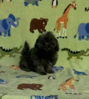 Rusty, a male Maltipoo for sale in Fitzgerald, GA – 8 of 10